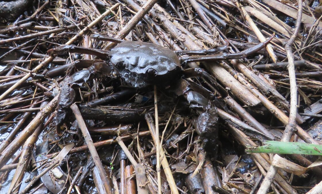 ⑤ モクズガニ地面に