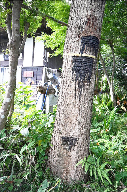 工房敷地内　漆樹木