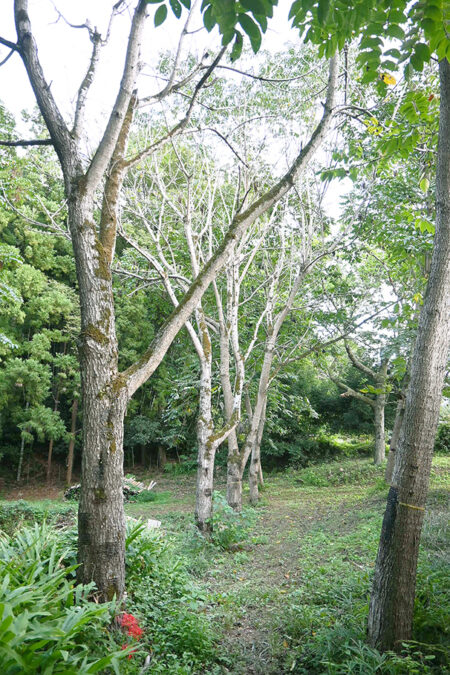 漆の木は、敷地に約80本、ご近所の協力で敷地外でも植樹され、全体で約300本が管理されている