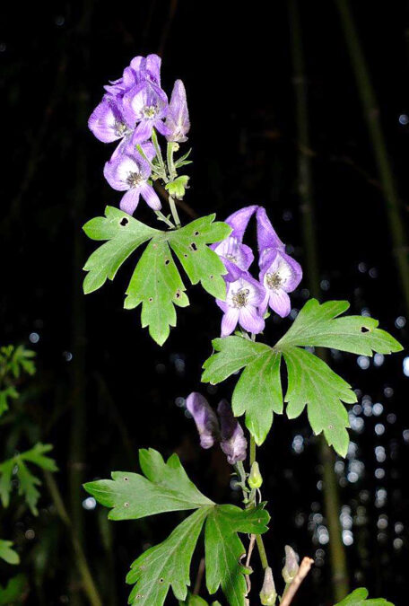 第十八回「ツクバトリカブト」