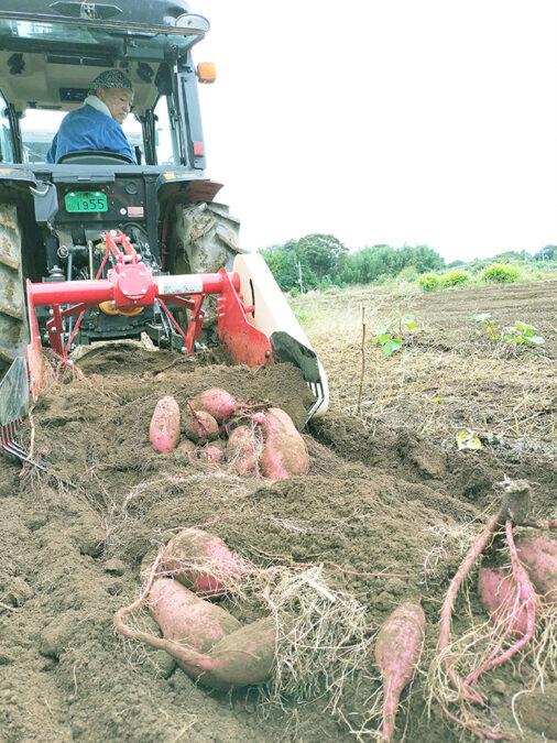 サツマイモ収穫