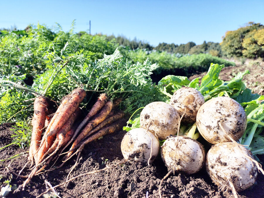 ニンジンとカブ