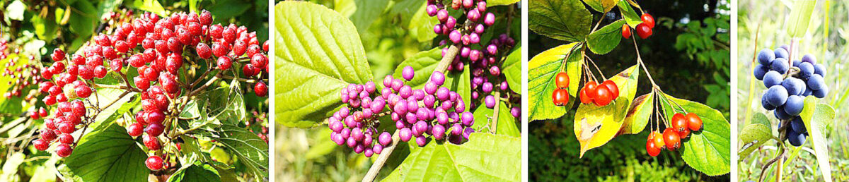 2025 12月号　ガマズミ、ムラサキシキブ、カマツカ、アオツヅラフジ