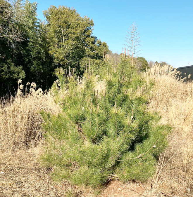 202312_マツ馬込原　