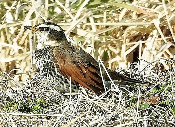 202601_ii01_①ツグミ160216-009亀成