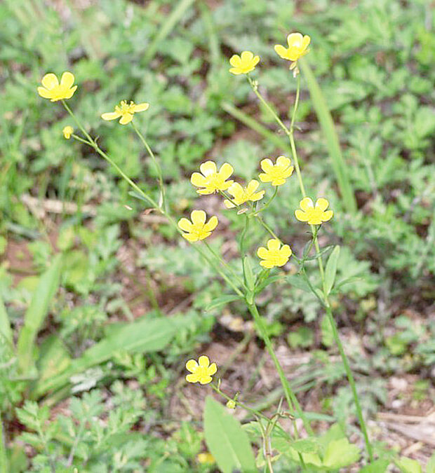 202601_ii02_②キンポウゲ　滝野草地