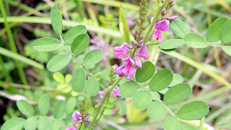 202601_ii03_③コマツナギ150818-016亀成