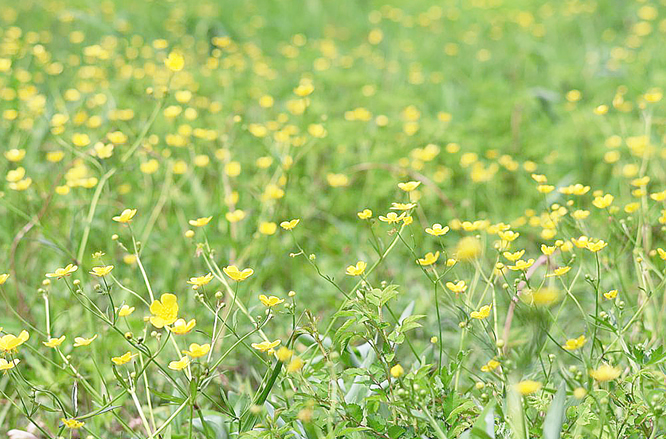 202601_ii05_⑤キンポウゲ　滝野草地