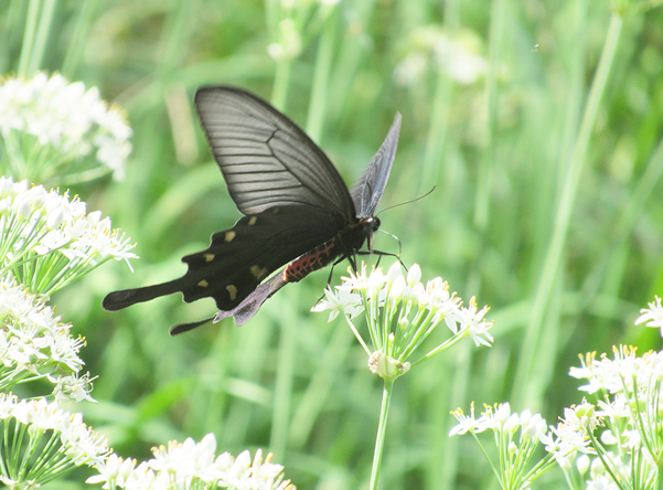 202601_ii06_⑥ジャコウアゲハ