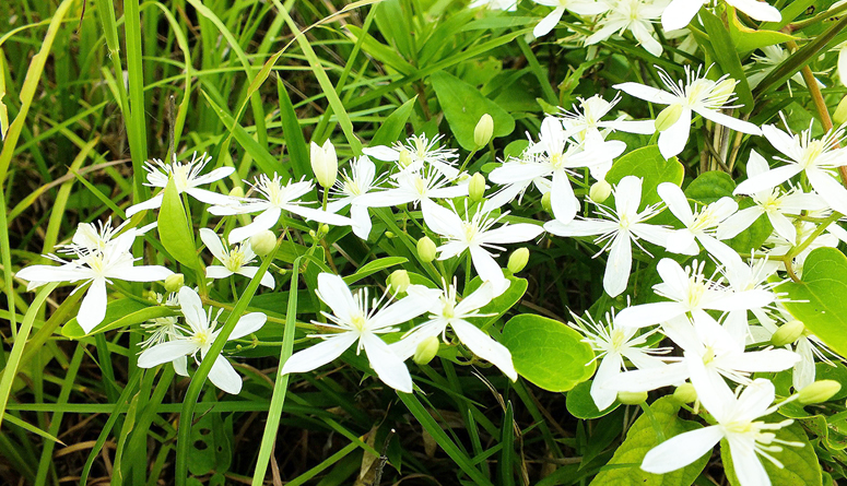 202601_ii07_⑦DSCF2201センニンソウ