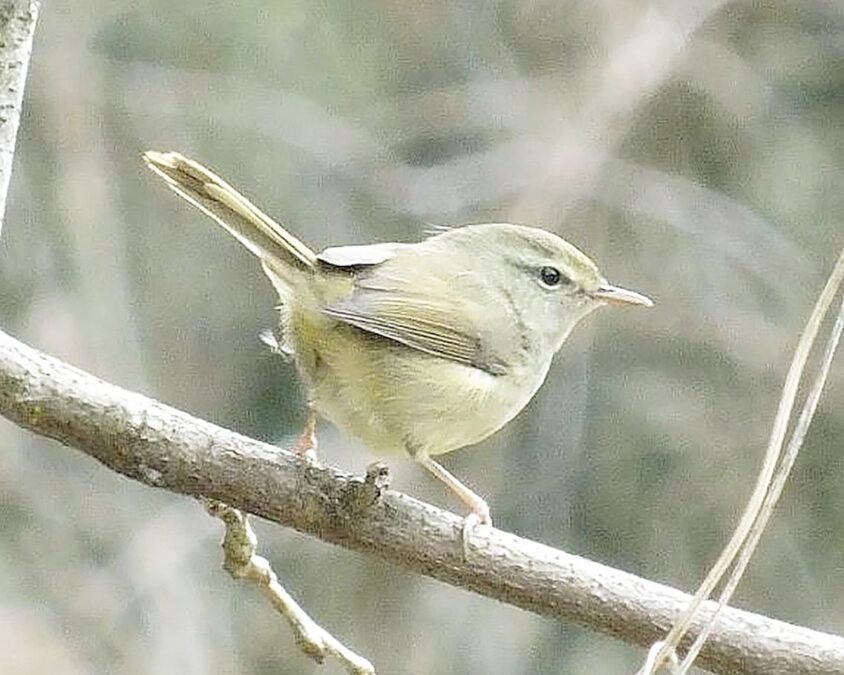 202602_①ウグイス